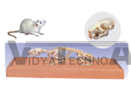 The model of mouse skeleton(skull)